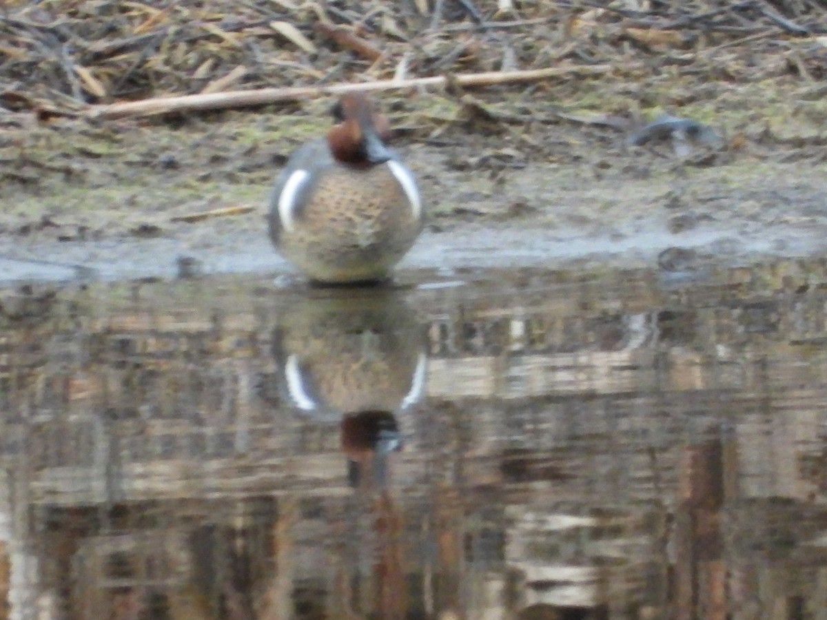 Green-winged Teal - ML616575914