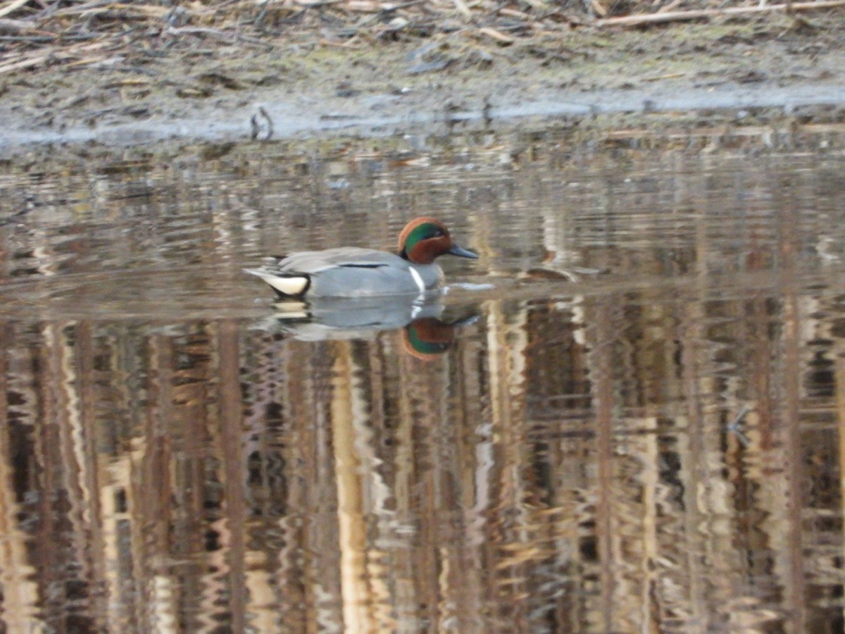 Green-winged Teal - ML616575915