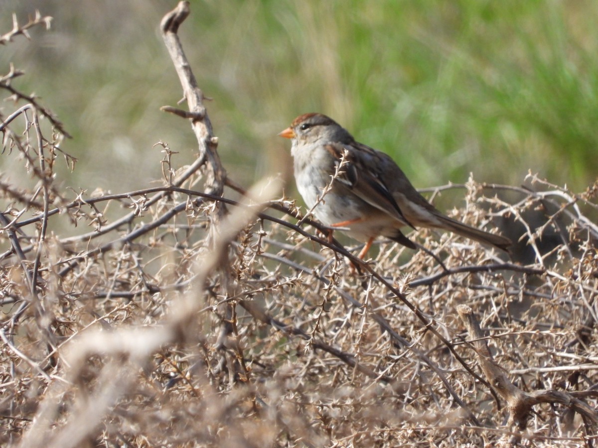 White-crowned Sparrow - ML616575966