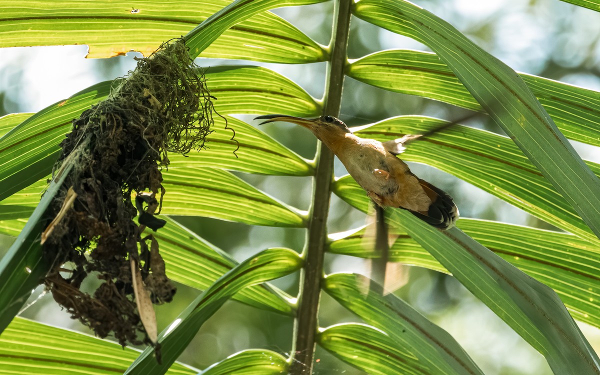 Краснохвостый колибри-отшельник - ML616576002