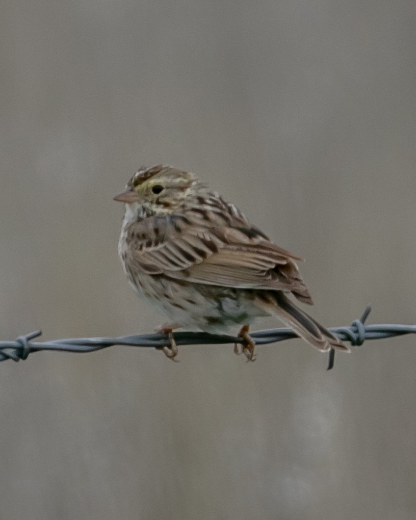 Savannah Sparrow - ML616576036