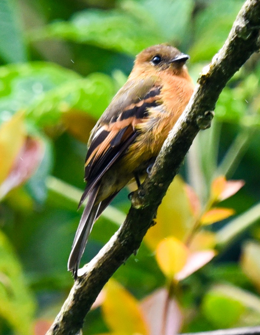 Cinnamon Flycatcher (Andean) - ML616576053