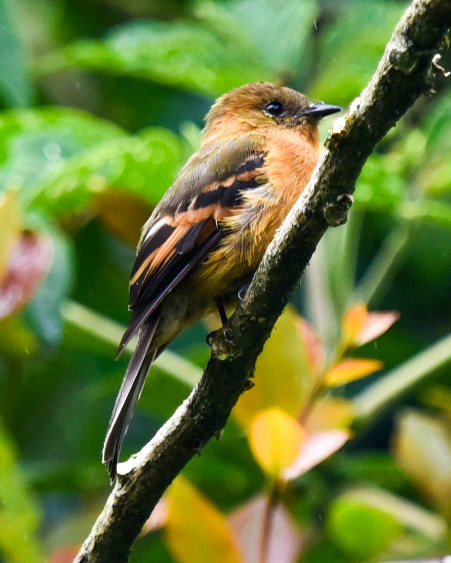 Cinnamon Flycatcher (Andean) - Barbara Maytom