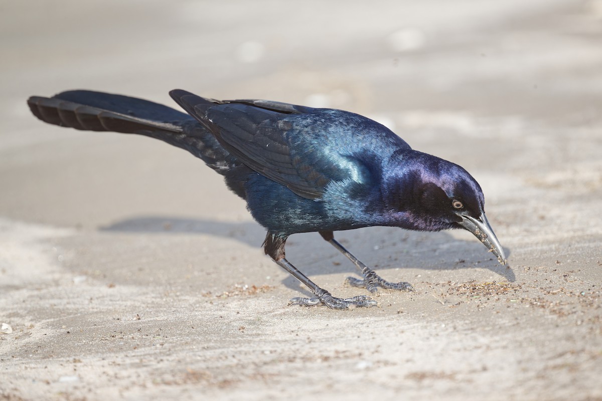 Boat-tailed Grackle - ML616576058