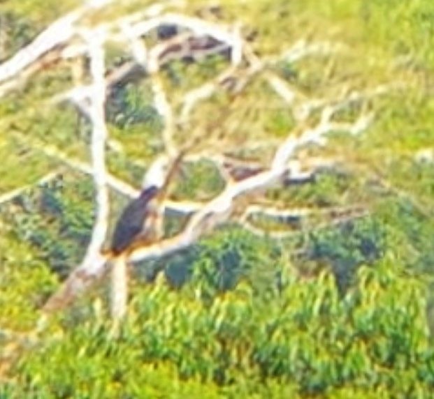 White-crowned Hornbill - Em Dugan