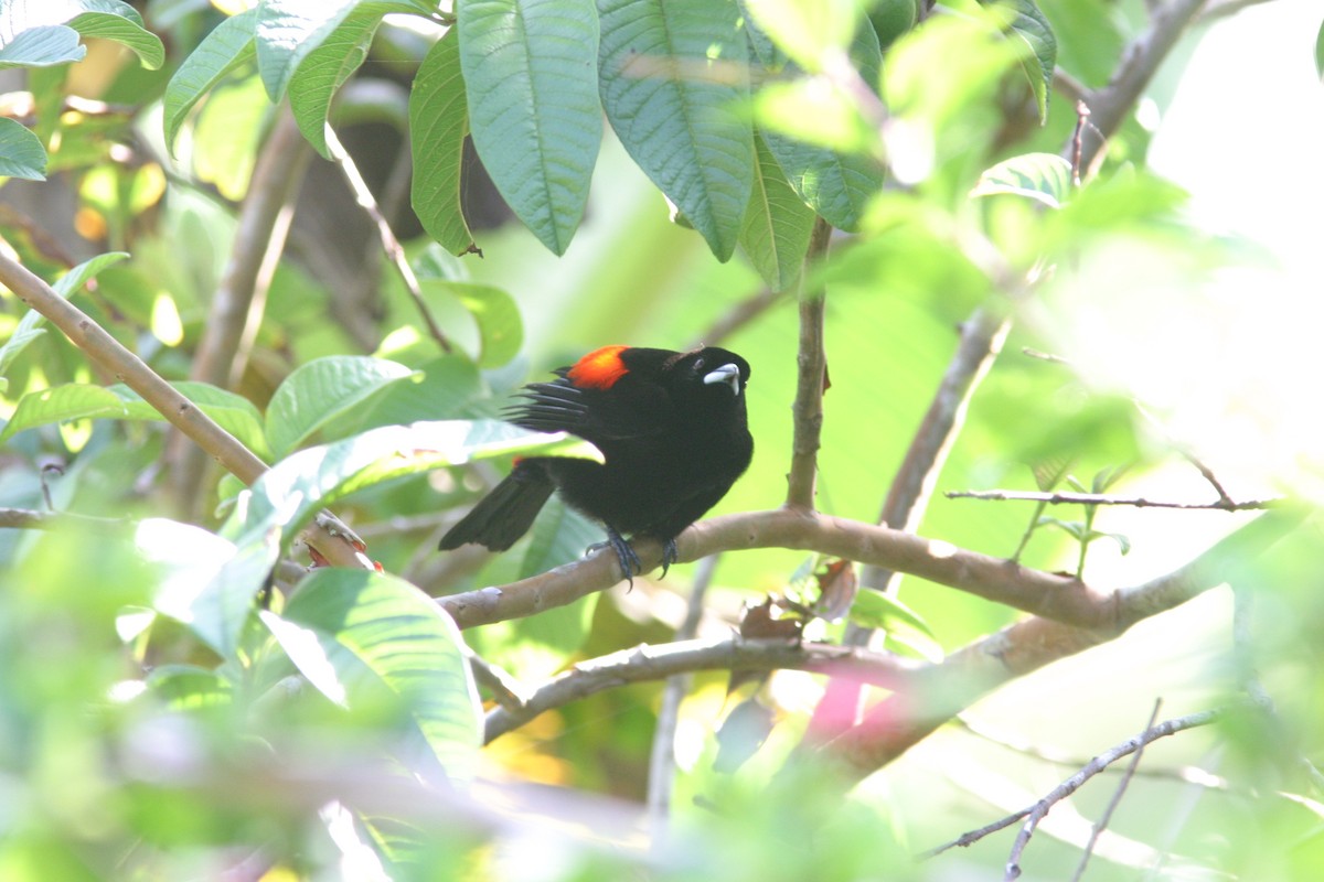Scarlet-rumped Tanager (Cherrie's) - ML616576229