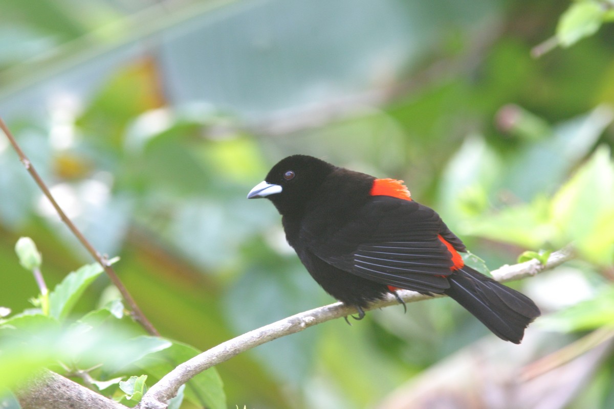 Scarlet-rumped Tanager (Cherrie's) - ML616576236