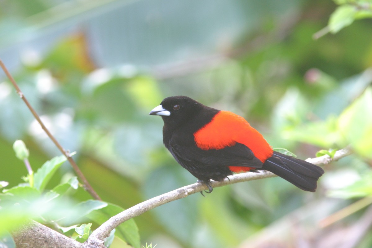 Scarlet-rumped Tanager (Cherrie's) - ML616576246