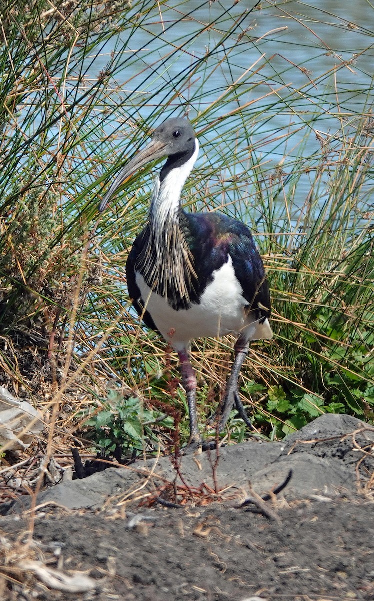 ibis slámokrký - ML616576247