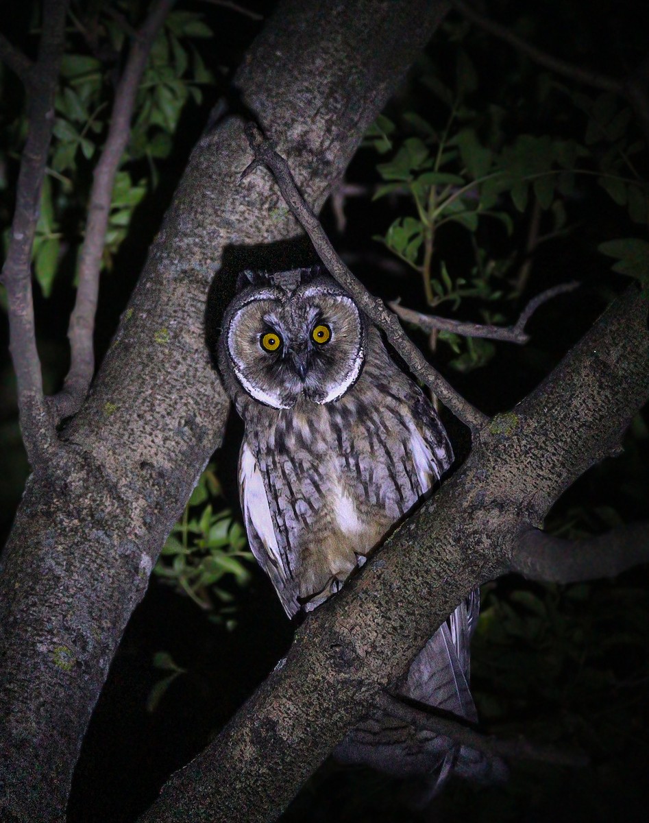 Long-eared Owl - ML616576340