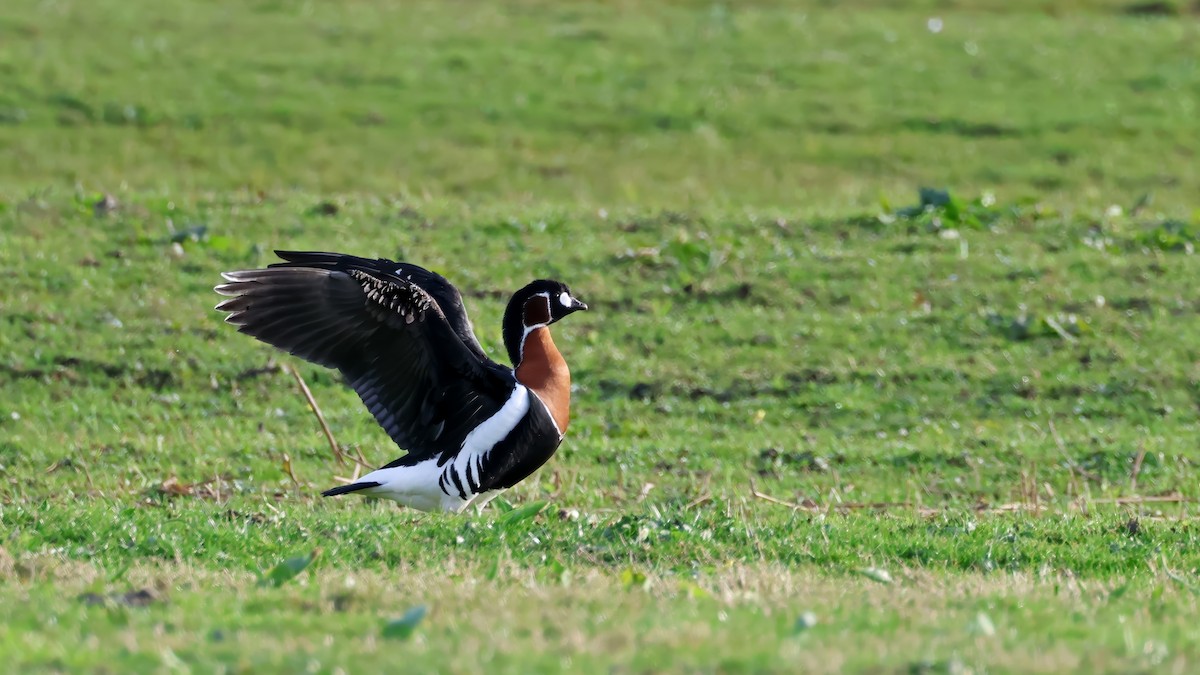 Red-breasted Goose - ML616576374