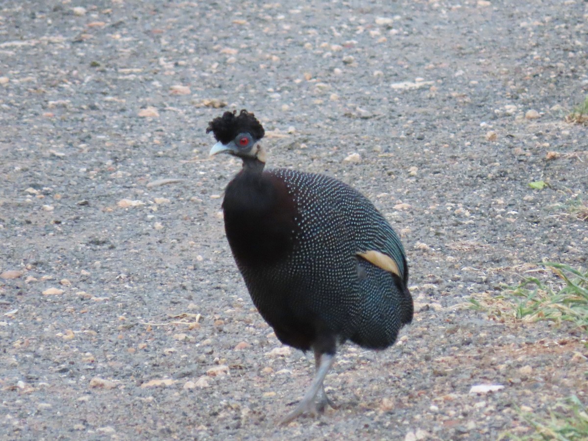 Southern Crested Guineafowl - ML616576384