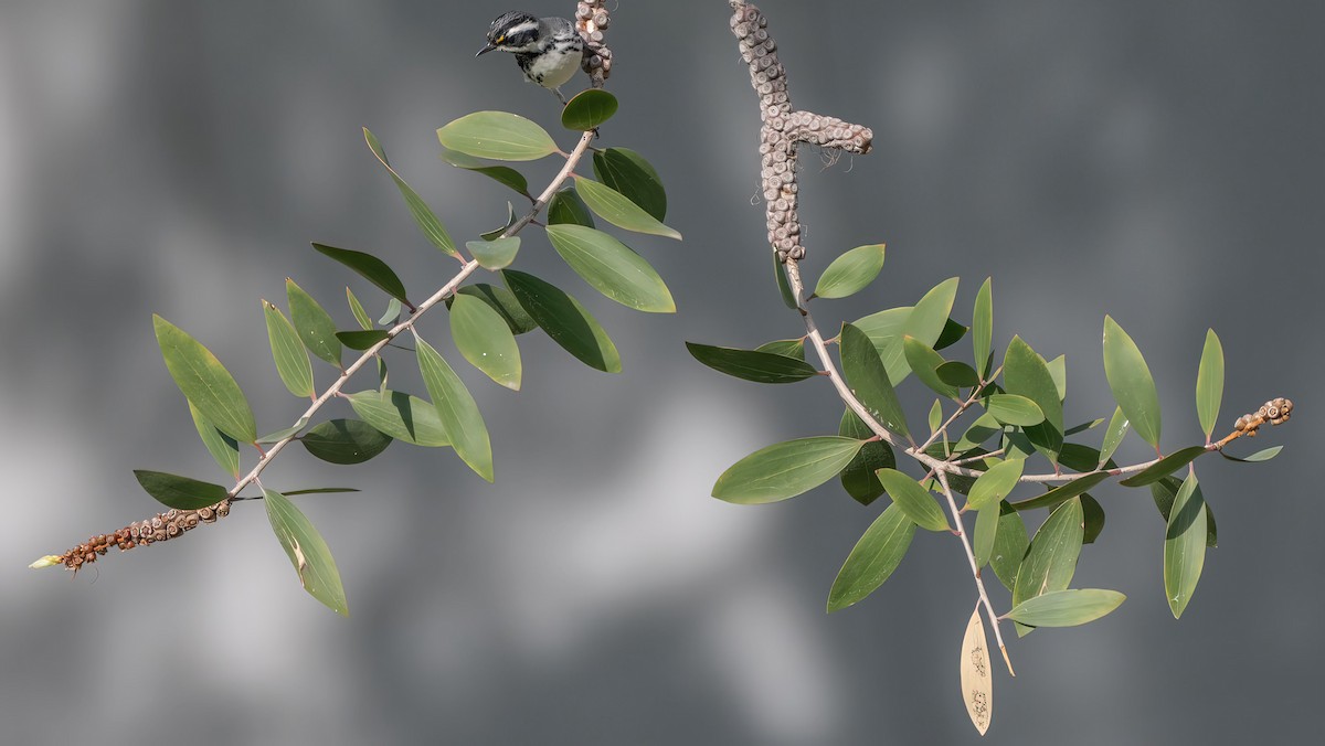 Black-throated Gray Warbler - ML616576403