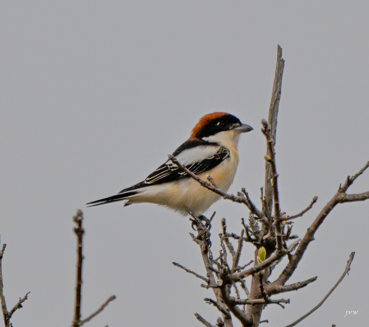 EBird Checklist 27 Mar 2024 Side 8 Species 1 Other Taxa 