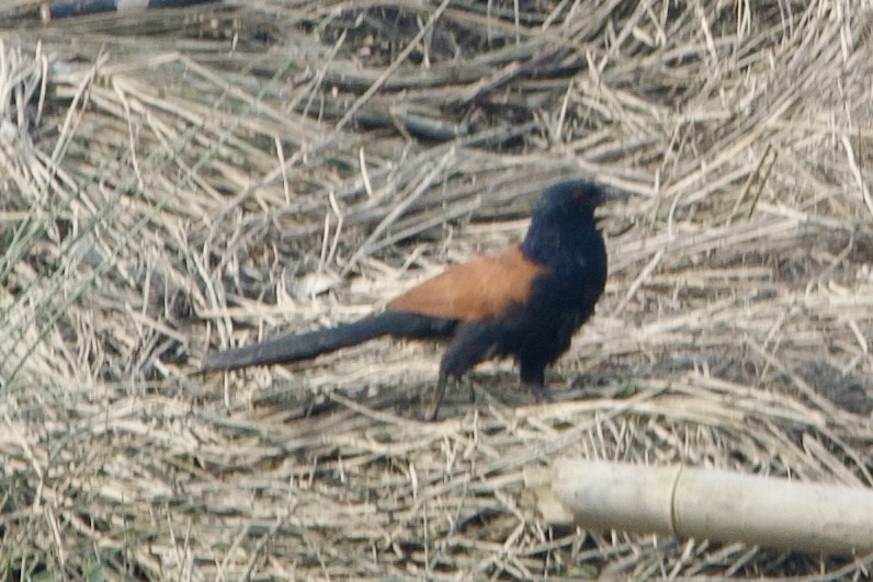 Greater Coucal (Greater) - ML616576431