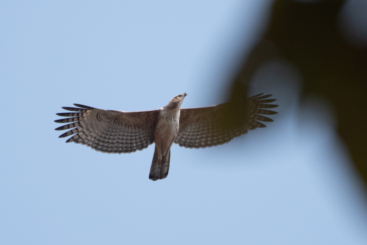 Changeable Hawk-Eagle (Crested) - Naushad Theba