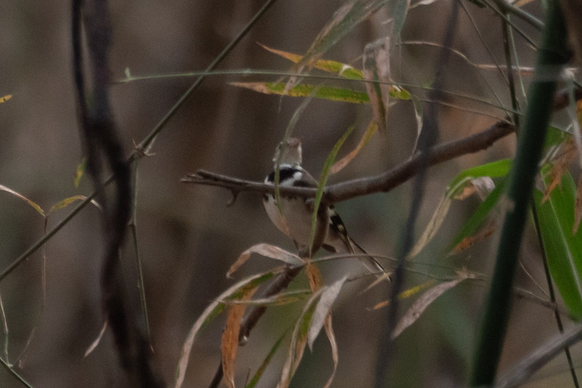 Forest Wagtail - ML616576535