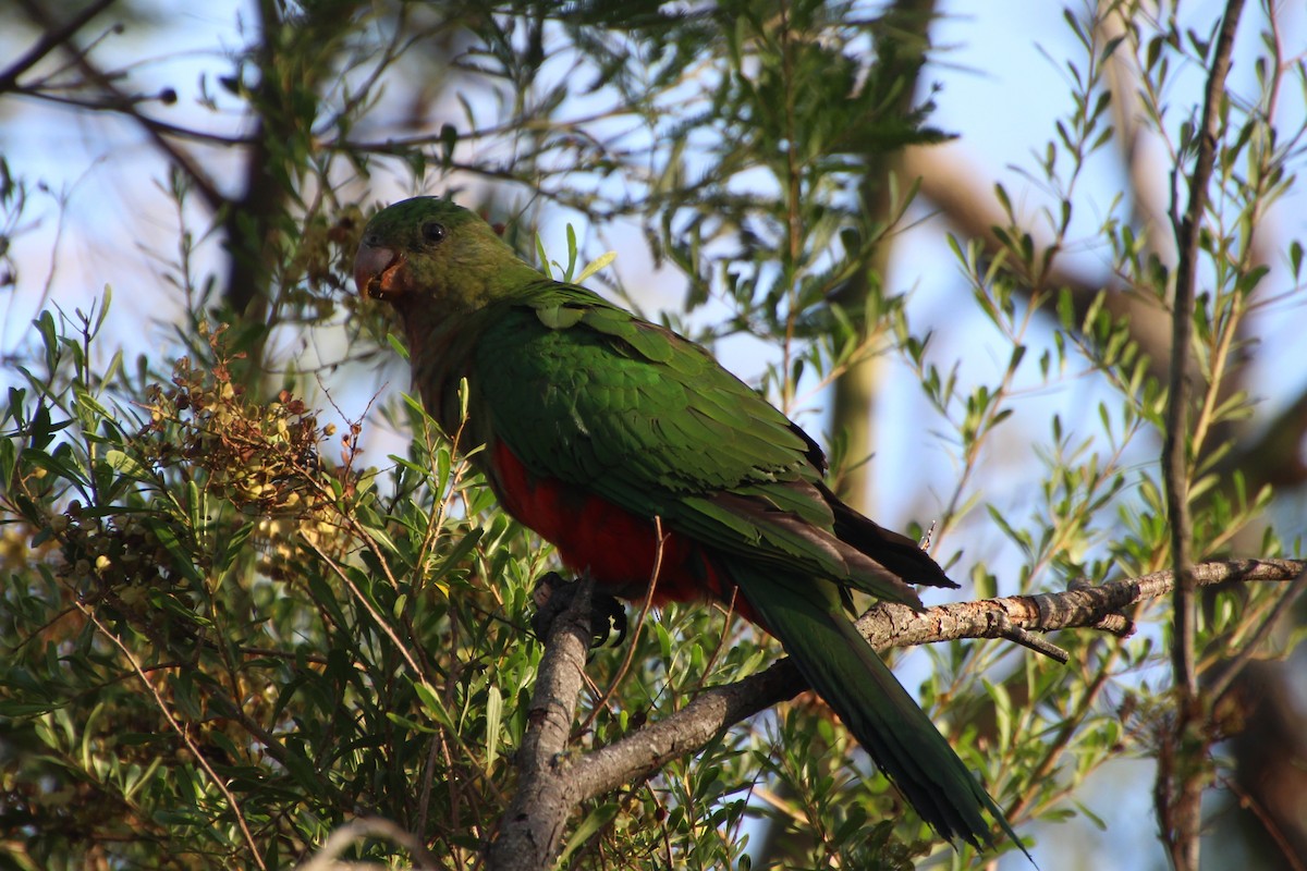 Australian King-Parrot - ML616576547