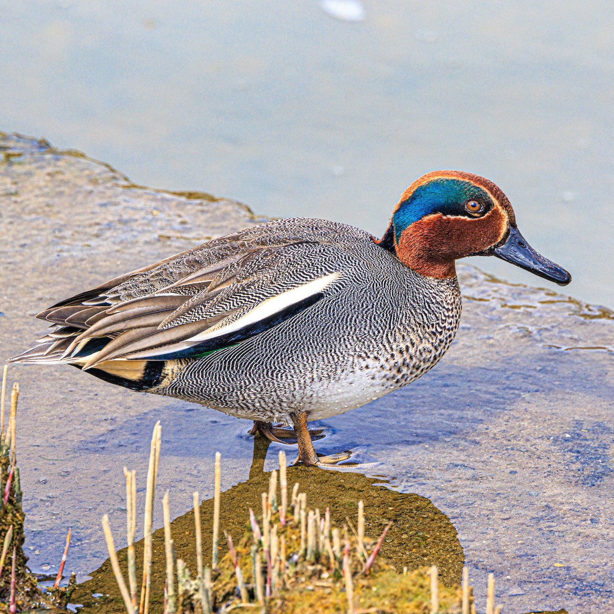 Green-winged Teal - ML616576637