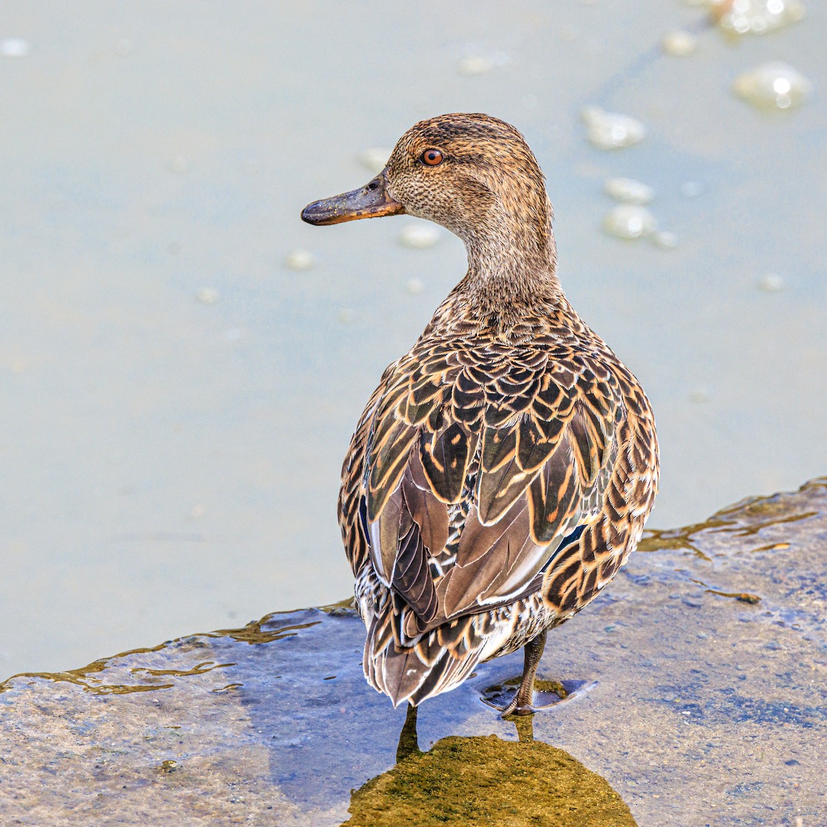 Green-winged Teal - ML616576645