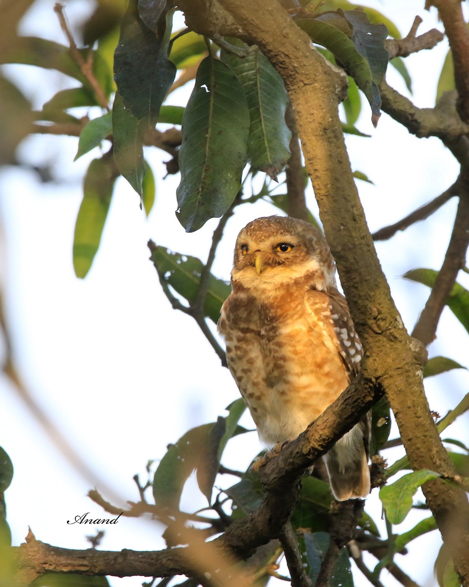 Spotted Owlet - ML616576647