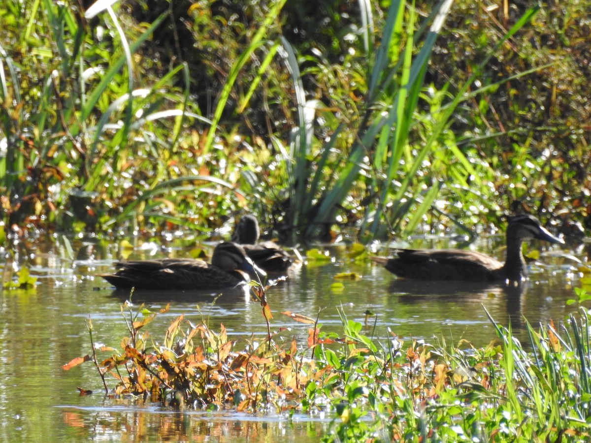 eBird Australia Checklist 28 Mar 2024 Hinterland Regional Park