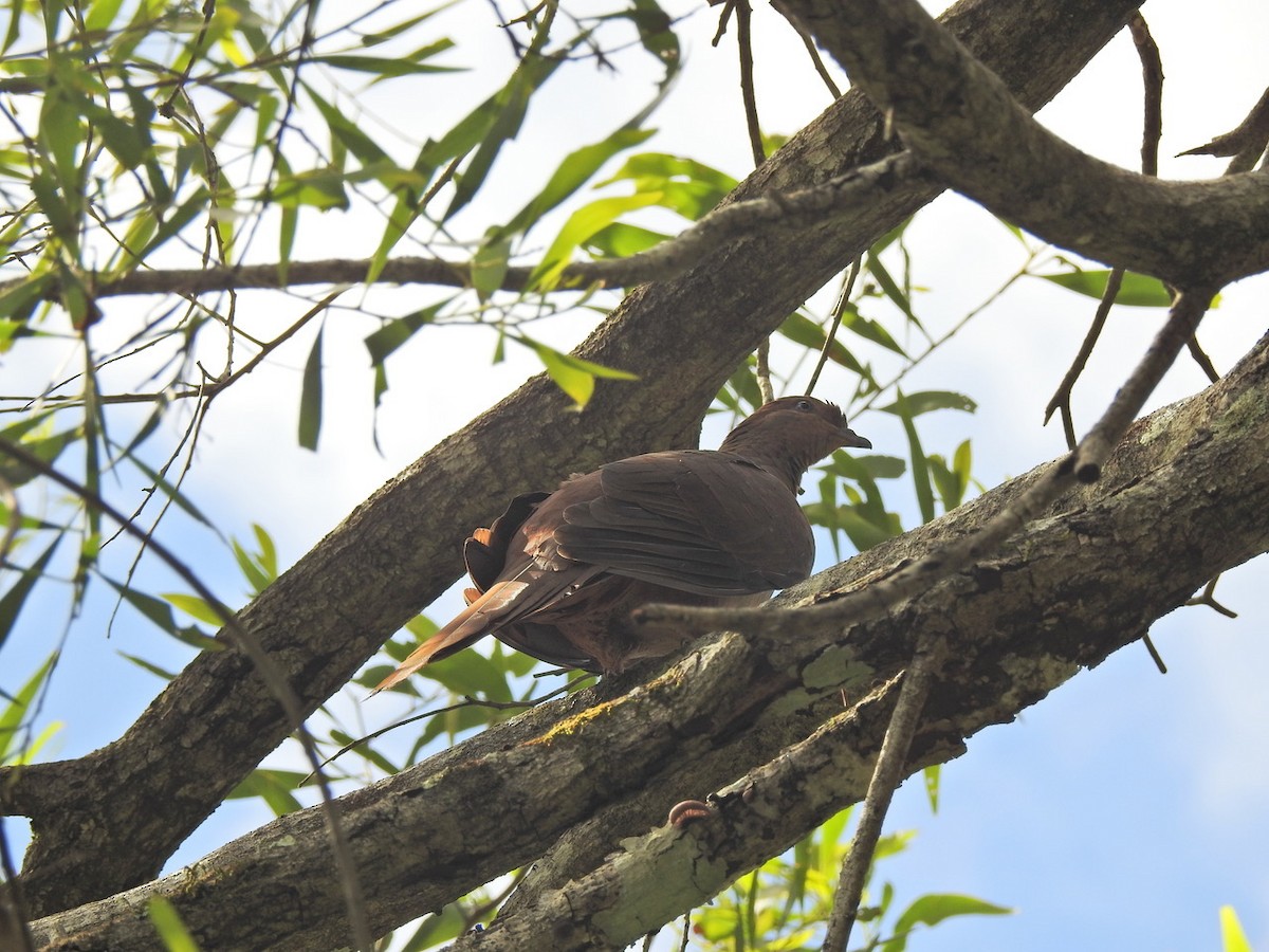 Brown Cuckoo-Dove - ML616576675