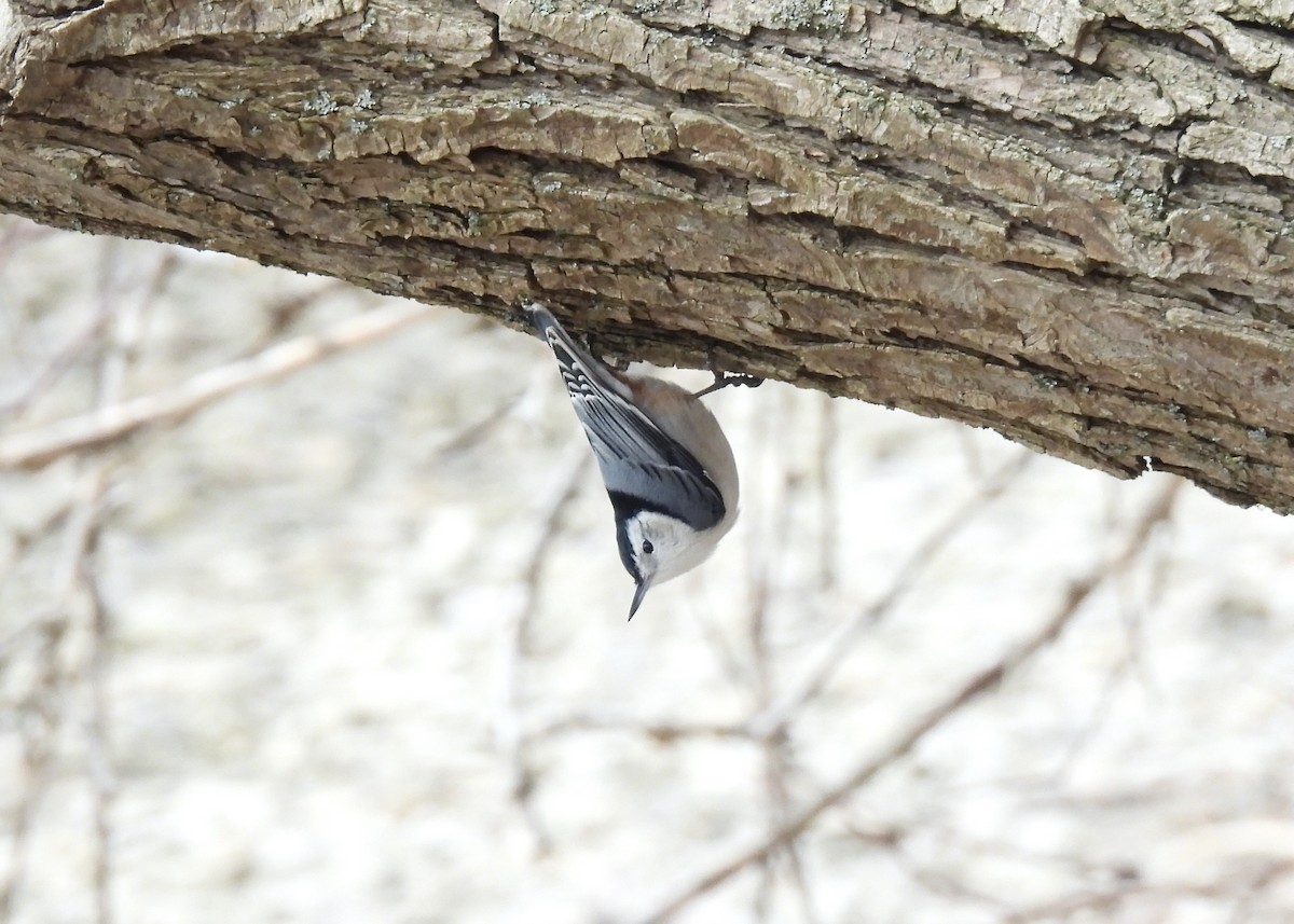 White-breasted Nuthatch - ML616576710