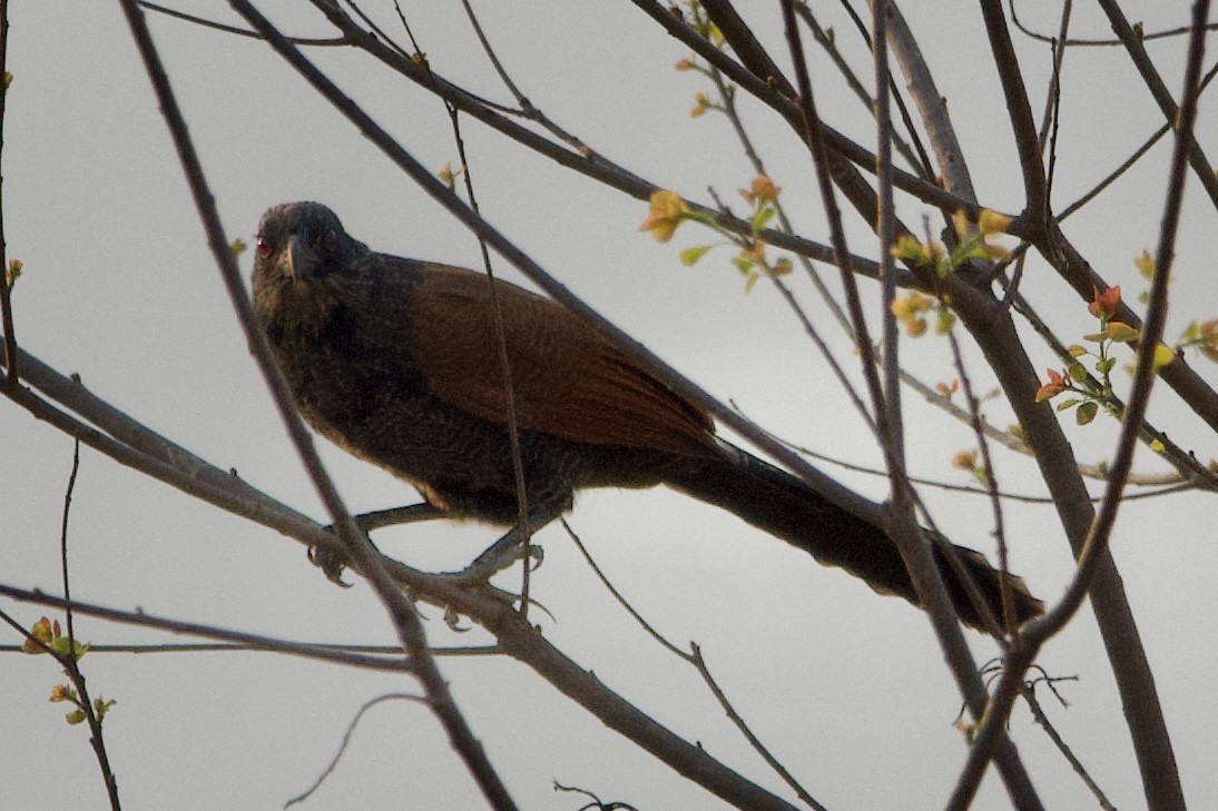 Greater Coucal (Greater) - ML616576755
