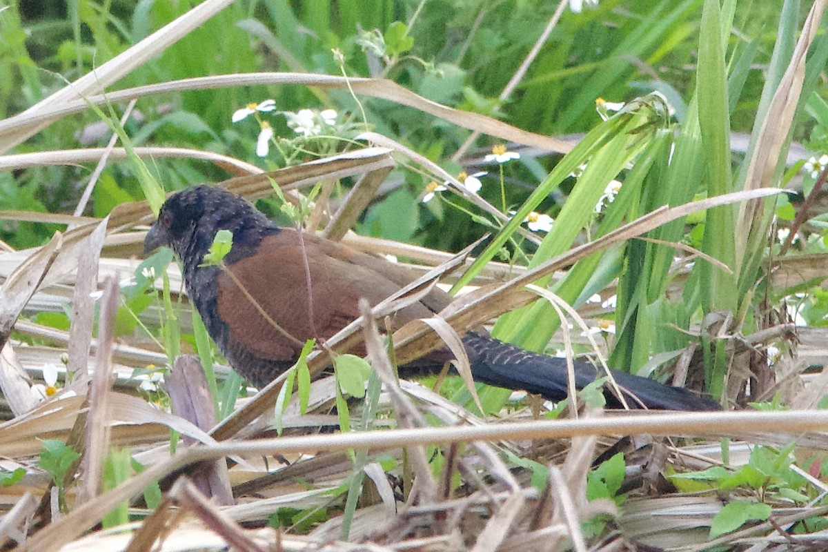 Greater Coucal (Greater) - ML616576757