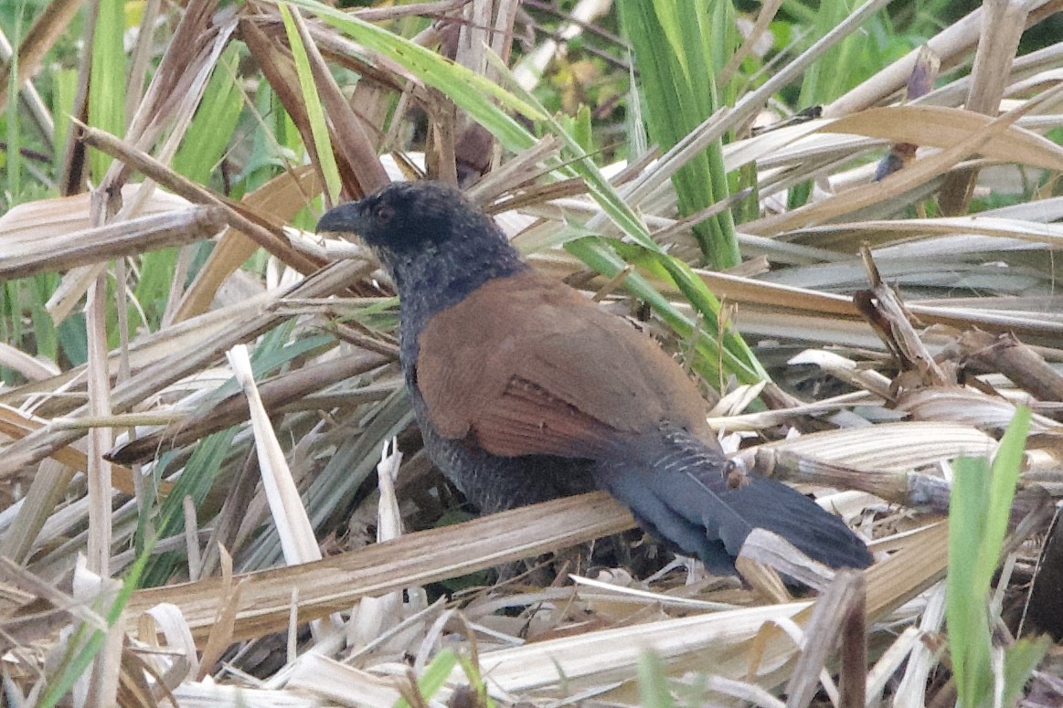 Greater Coucal (Greater) - ML616576759