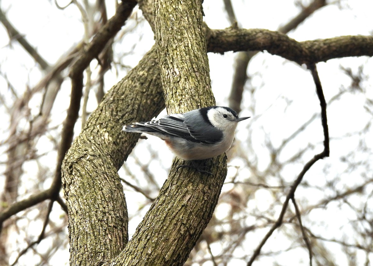 White-breasted Nuthatch - Anita M Granger