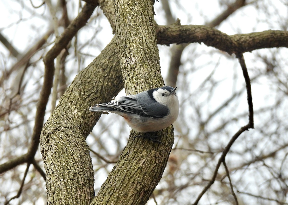 White-breasted Nuthatch - Anita M Granger