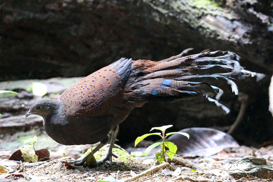 Mountain Peacock-Pheasant - Robert Dolezal