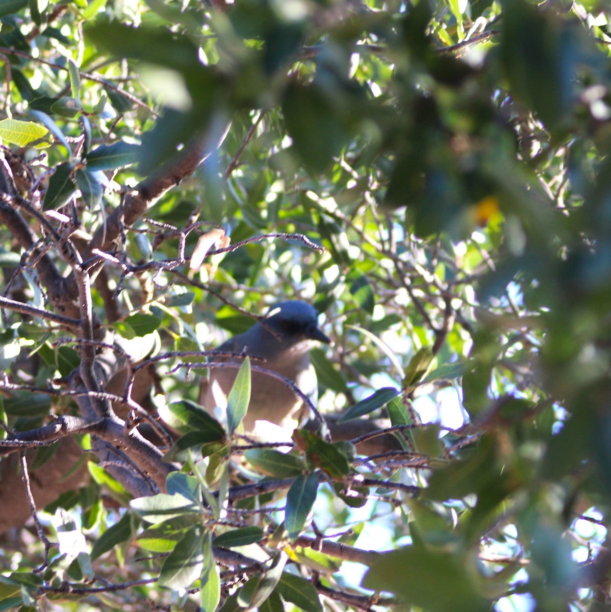 Mexican Jay - ML616576948