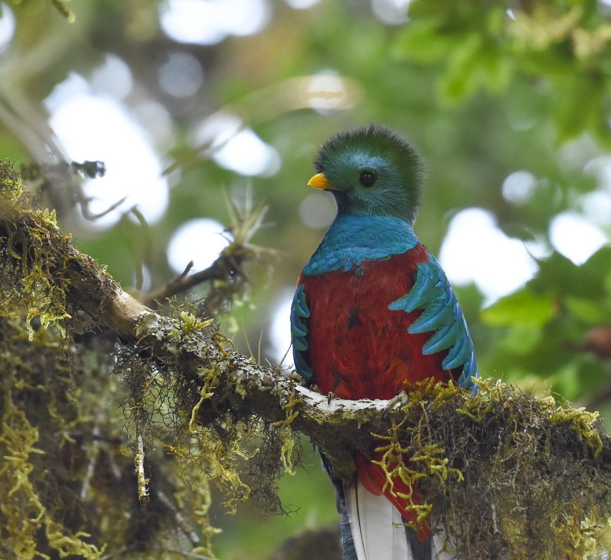 Resplendent Quetzal - Esteban Matías (birding guide) Sierra de los Cuchumatanes Huehuetenango esteban.matias@hotmail.com                             +502 53810540