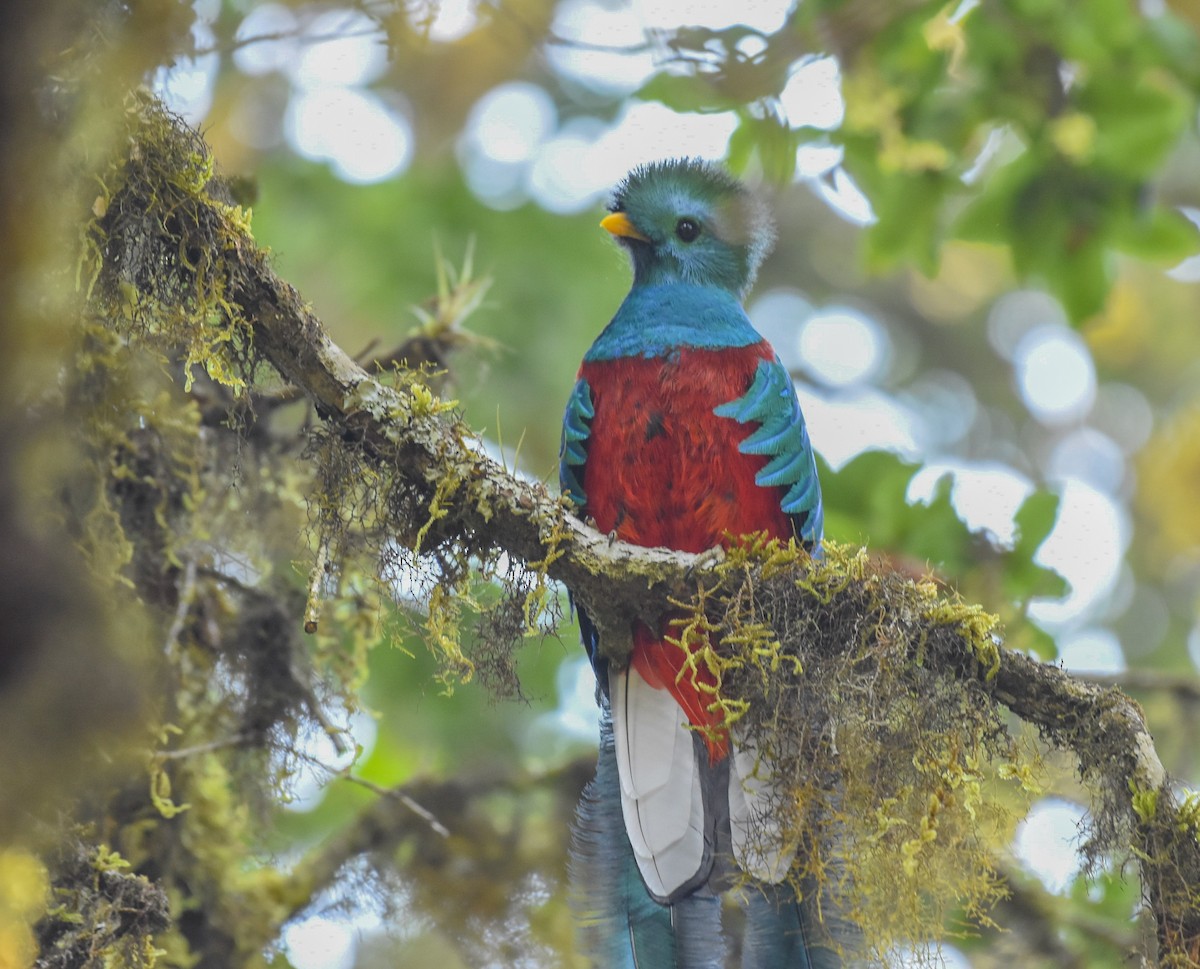 Resplendent Quetzal - Esteban Matías (birding guide) Sierra de los Cuchumatanes Huehuetenango esteban.matias@hotmail.com                             +502 53810540