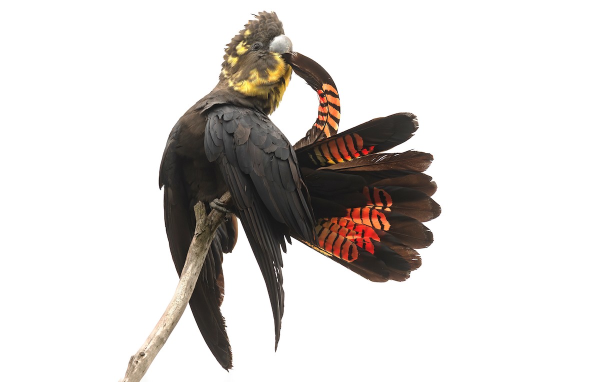 kakadu hnědohlavý - ML616577022