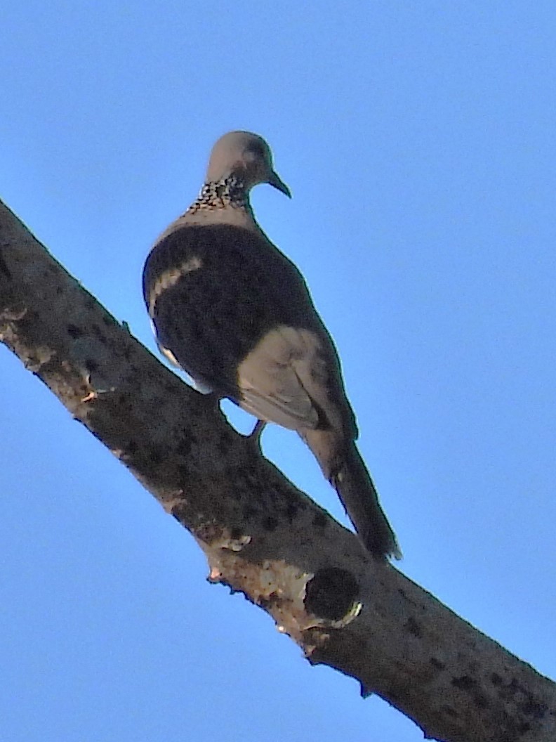 Spotted Dove - ML616577034