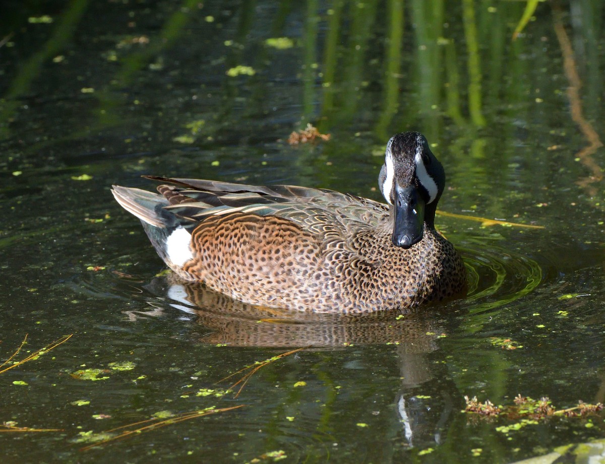 Blue-winged Teal - ML616577054