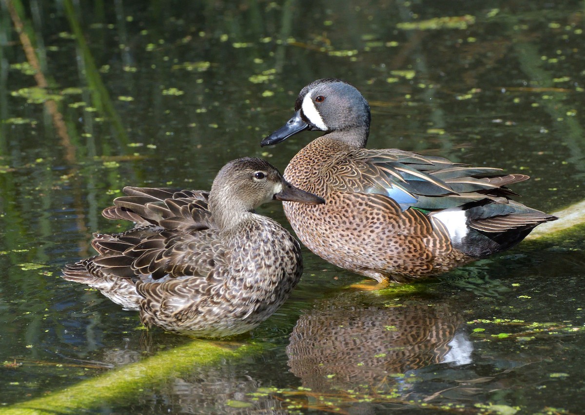 Blue-winged Teal - ML616577055