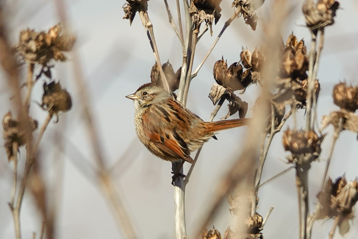 Swamp Sparrow - Peter  Dy-Liacco