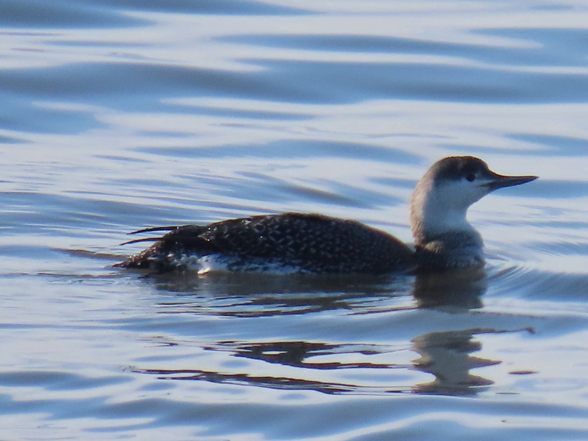 Red-throated Loon - ML616577213