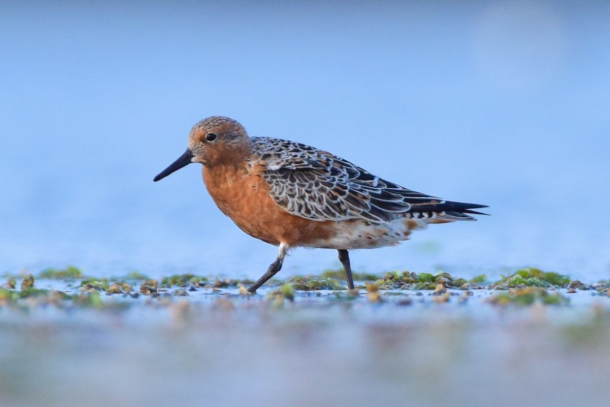 Red Knot - ML616577221