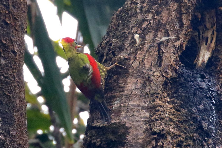 Crimson-winged Woodpecker - ML616577298