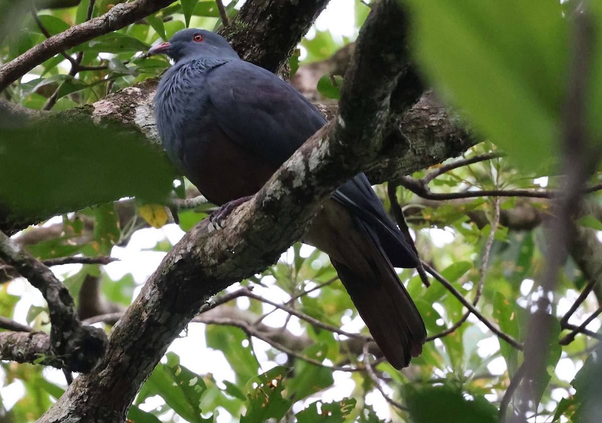 New Caledonian Imperial-Pigeon - ML616577339