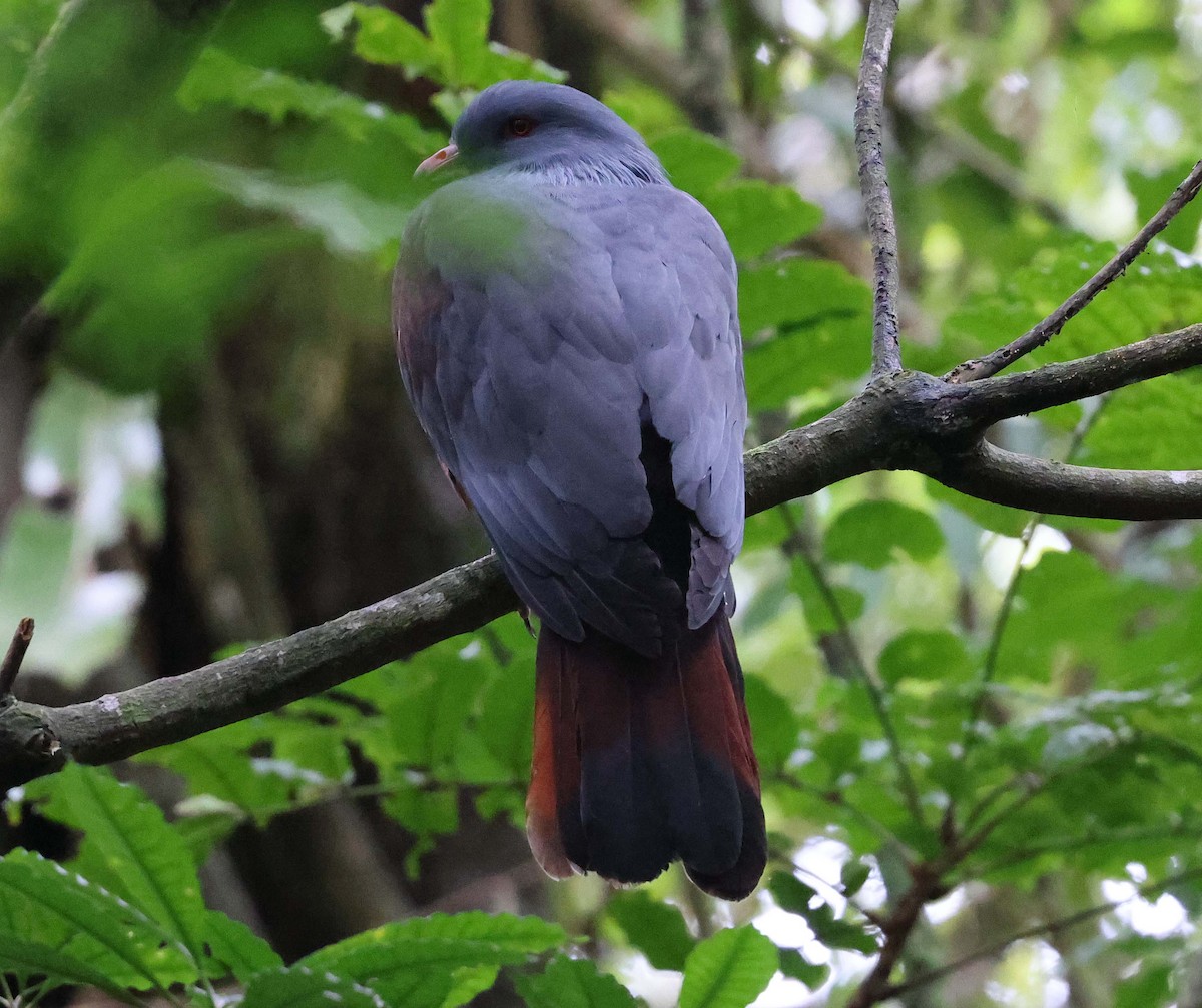 New Caledonian Imperial-Pigeon - ML616577340