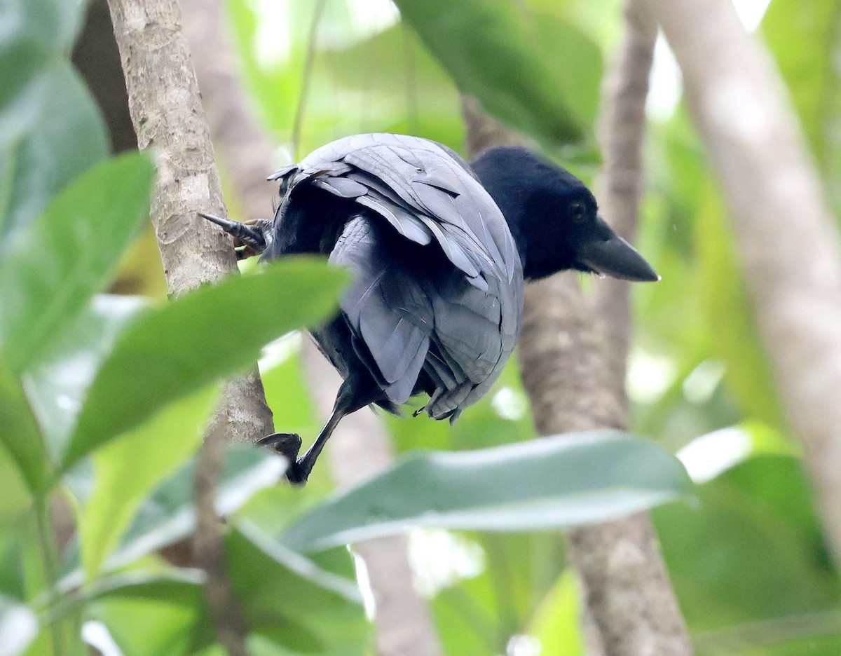 New Caledonian Crow - ML616577368