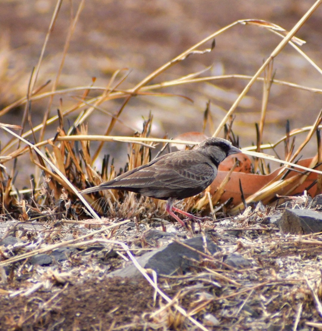 Ashy-crowned Sparrow-Lark - Manas Joshi