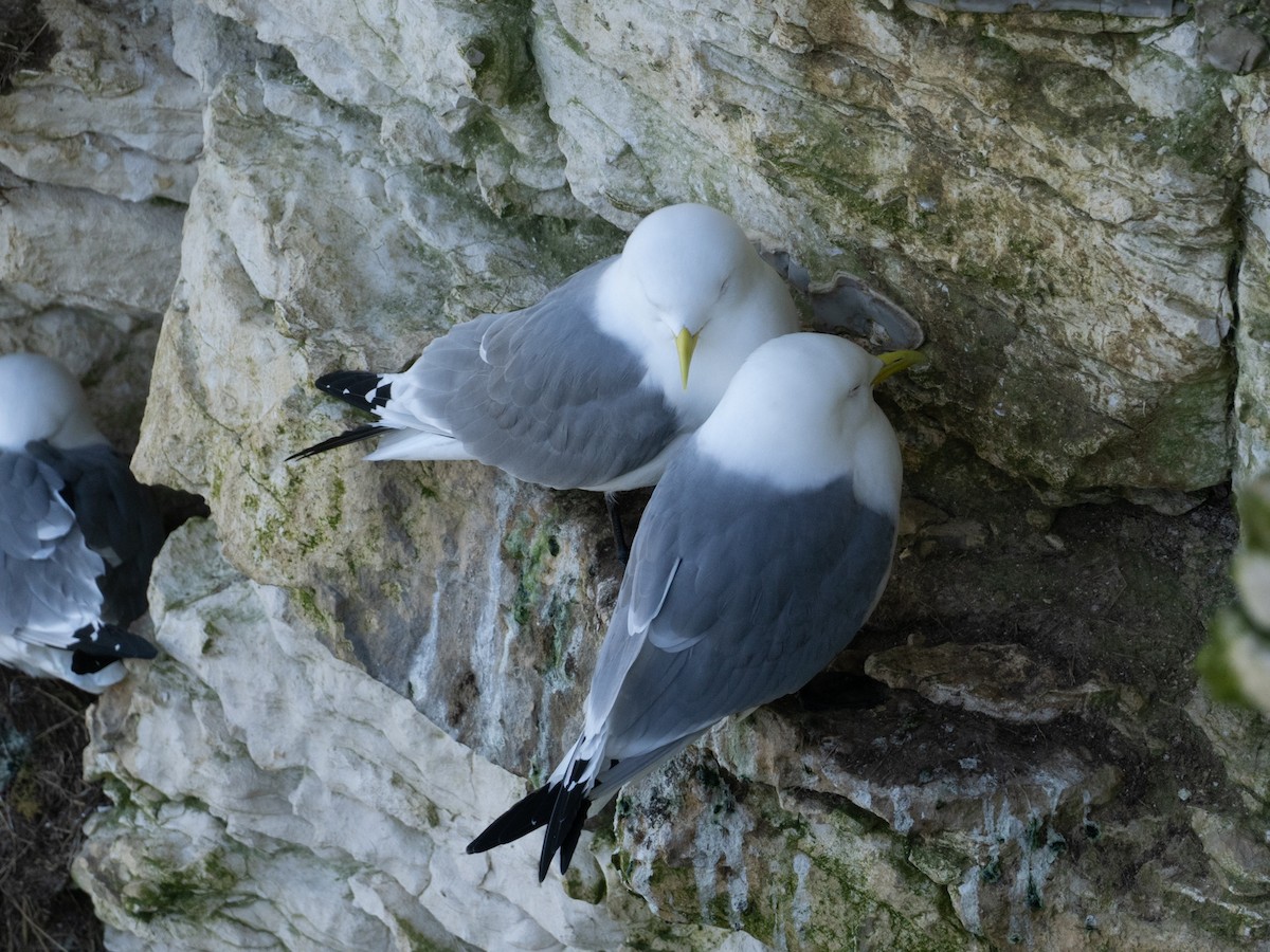 Mouette tridactyle - ML616577412